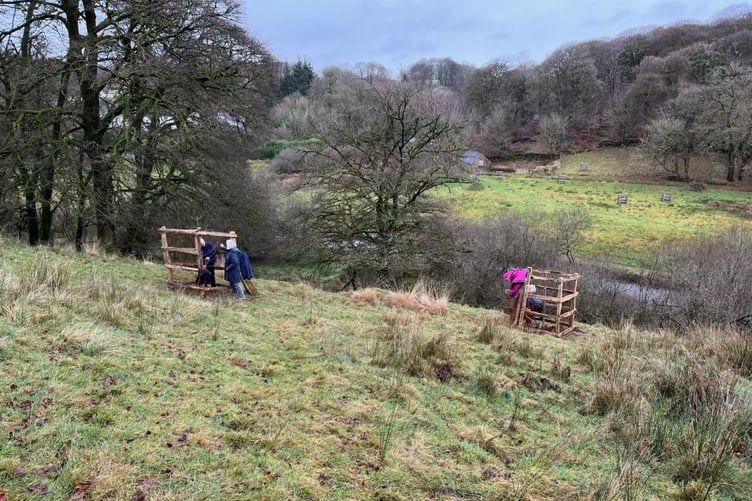 Trees being panted by volunteers on Exmoor. PHOTO: ENPA.