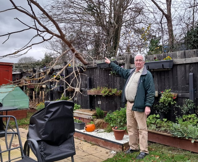 Anger after dead tree council was warned about crashes down in storm