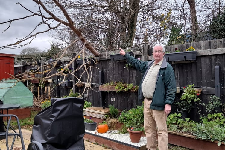 Pat Howard had warned that the trees were in danger of falling down (Photo: George Ody)
