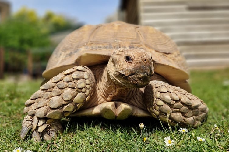 Algernon the tortoise has been able to return to his enclosure in Tropiquaria Zoo after volunteers and local businesses helped repair storm damage.