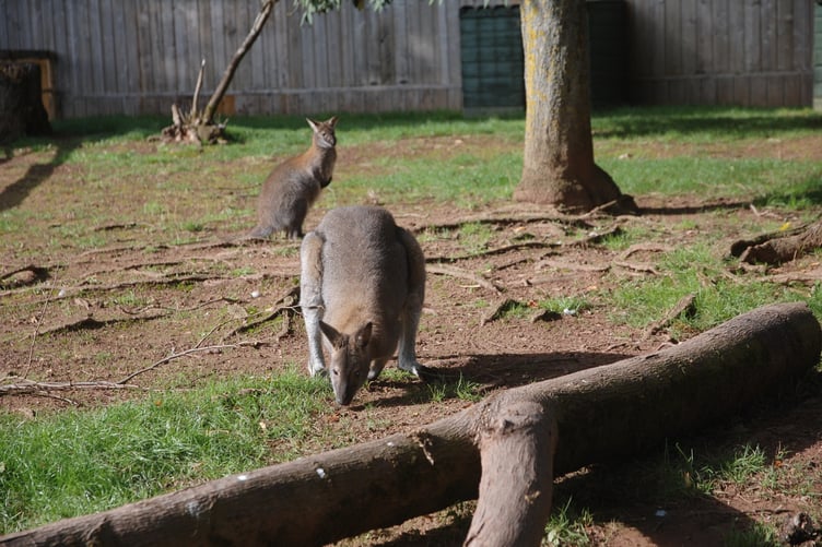 Wallabies from Tropiquaria, near Watchet, have been sent to another zoo to widen its gene pool. PHOTO: Tropiquaria.