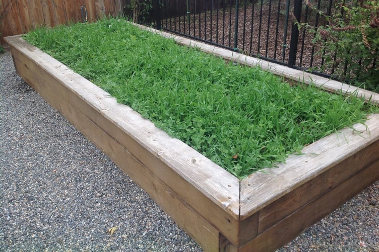 A raised bed protected by green manure. PHOTO: Betty Cahill.