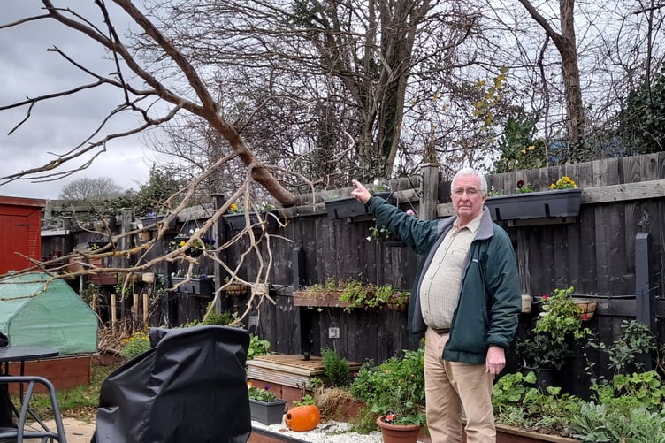 Pat Howard had warned the tree was in danger of falling down. PHOTO: George Ody.