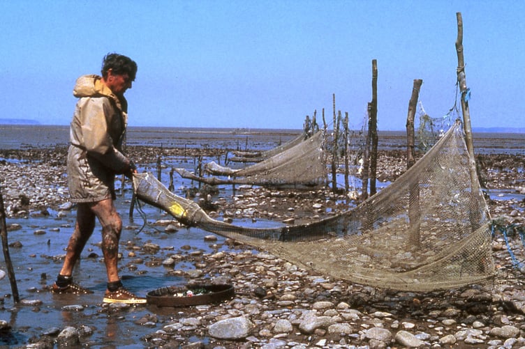 The late Brendan Sellick tending to stake nets off Stolford. PHOTO: Bruce Scott.