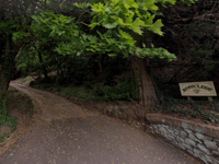 Controversy over management of conservation area trees