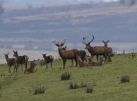 National Trust under fire after massive deer culling allegation