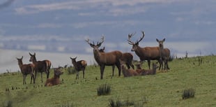 National Trust under fire after massive deer culling allegation