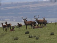 National Trust under fire after massive deer culling allegation