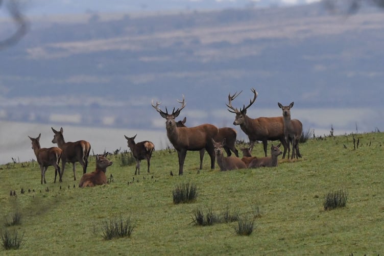 Red deer photographed on Exmoor this week by Martyn Knight.