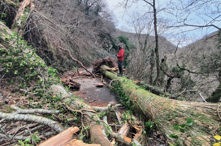 Damage to trees on Exmoor caused by Storm Darragh. PHOTO: Merv Broughton.
