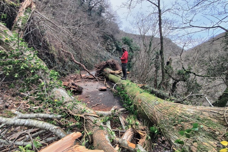 Damage to trees on Exmoor caused by Storm Darragh. PHOTO: Merv Broughton.