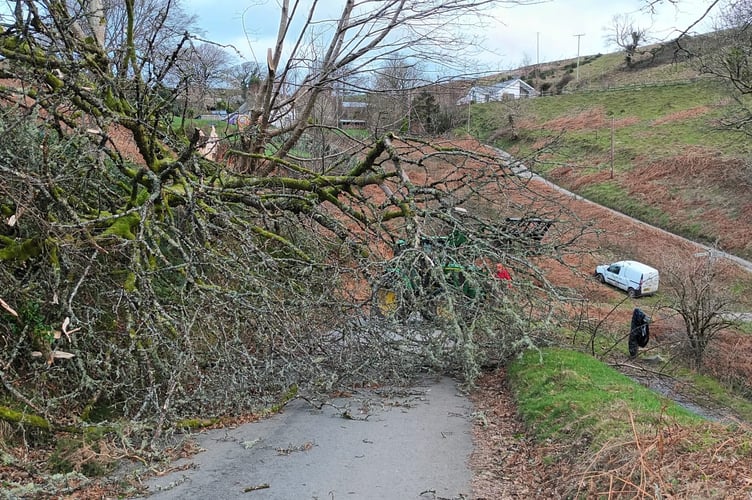 Before the lane was cleared of a fallen tree (Photo: Tyler Farrow)
