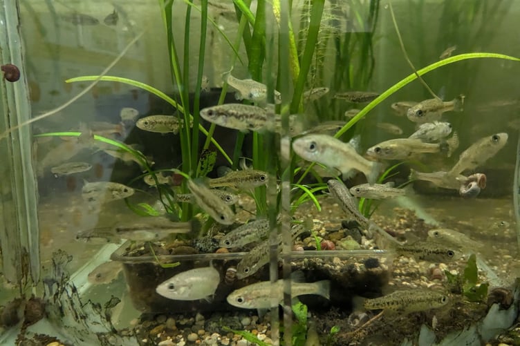 These fish in a Tropiquaria aquarium are believed to be the last of their kind in the world.