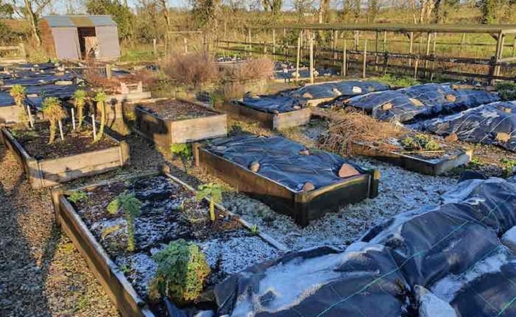 Vegetable beds covered with plastic sheets (Photo: Quickcrop)