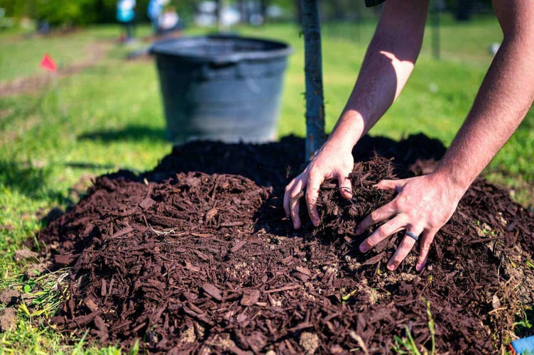 Mulch provides natural winter protection )Photo: Soil Earth Cycle)