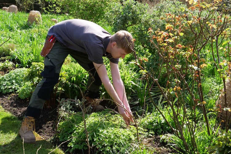 A National Trust apprentice making plant supports out of hazel. PHOTO: National Trust Images/Sarah Davies.