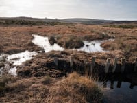 National Trust launches ambitious 10-year nature crisis plan