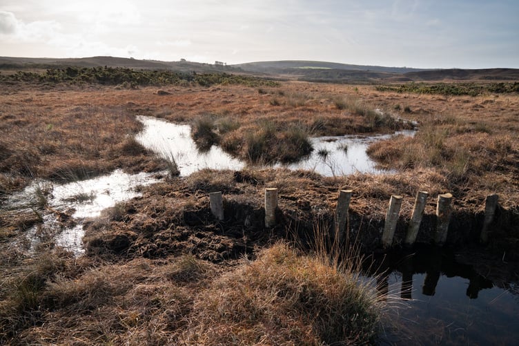 'Leaky dams' are being created to block old ditches during the peatland restoration project National Trust