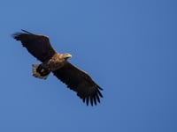 Sea eagles reintroduction plans stalled