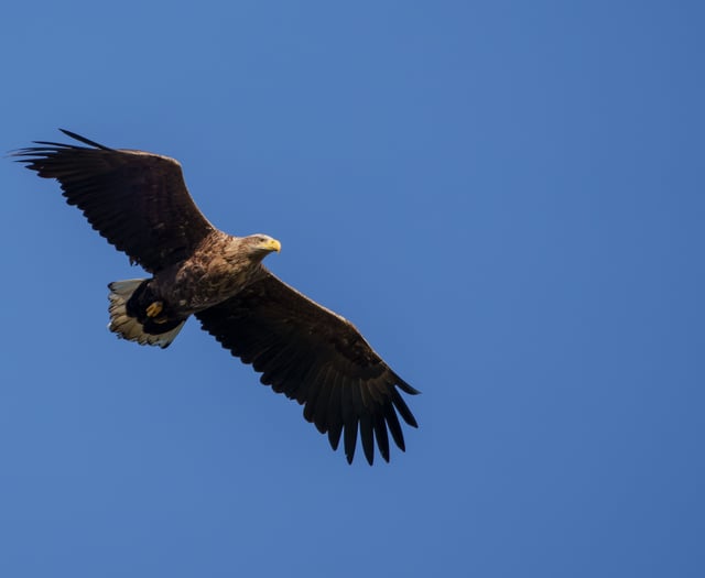 Sea eagles reintroduction plans stalled