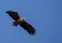 Still no licence from Natural England to bring back white-tailed eagles to Exmoor