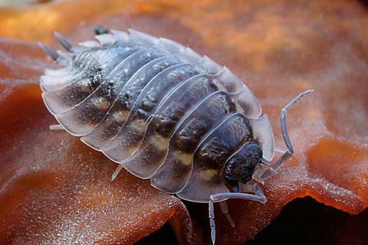 A common woodlouse 