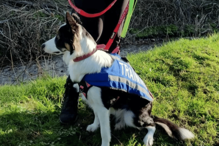 Joanne will be taking her service dog Lulu with her to support her on her challenge to walk 50 miles