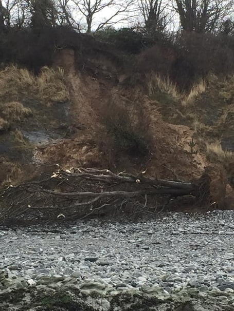 A fallen tree lies at the foot of cliffs near Watchet.