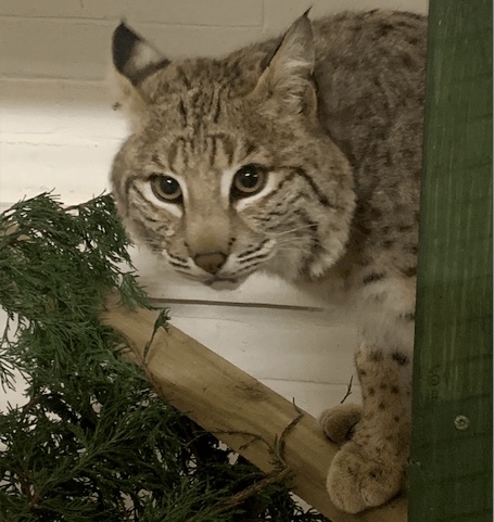 Bode the bobcat has been saved by Tropiquaria Zoo. PHOTO: Sam Tull, Tropiquaria.