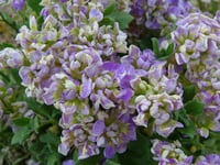 Threatened Plant of the Year competition launches in February 