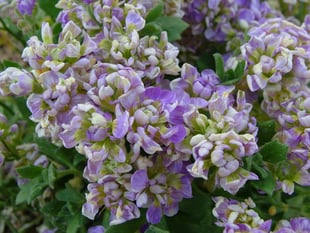 Threatened Plant of the Year competition launches in February 