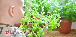 Good Gardening: Growing herbs is child's play