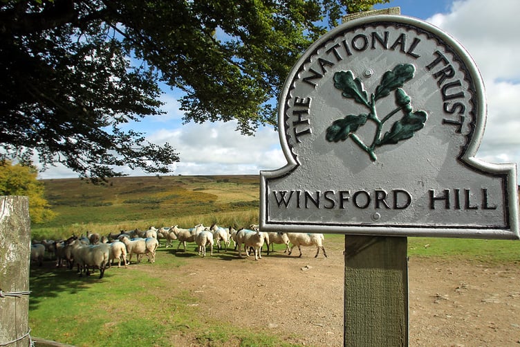 Some Exmoor farmers are worried lambs could be taken if sea eagles are reintroduced to the national park.PHOTO: ENPA.