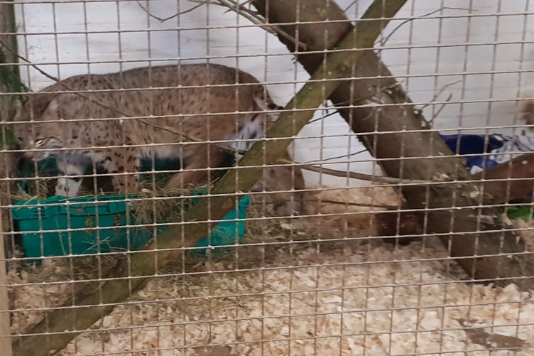 Tropiquaria Zoo is keeping Bode the bobcat in isolation while he settled in to his new surroundings.