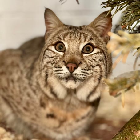 Bode the bobcat is being given a home in Tropiquaria Zoo after the success of a fund-raising appeal.