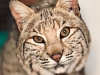 Europe's first zoo aquascape ecosystem built for bobcat