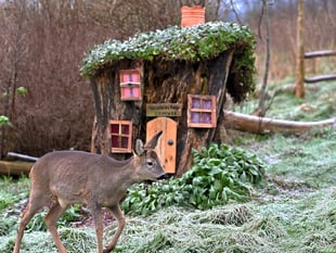 Cottage made from old tree stump attracts host of animals to garden