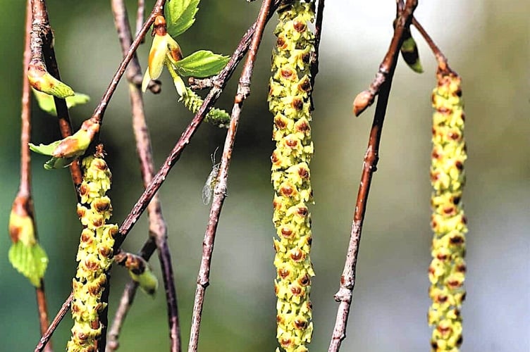 The catkins on Silver birch twigs (Photo: Bushcraft UK)