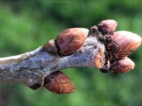 NATURE DIARY: Here's how to twig a tree's secrets