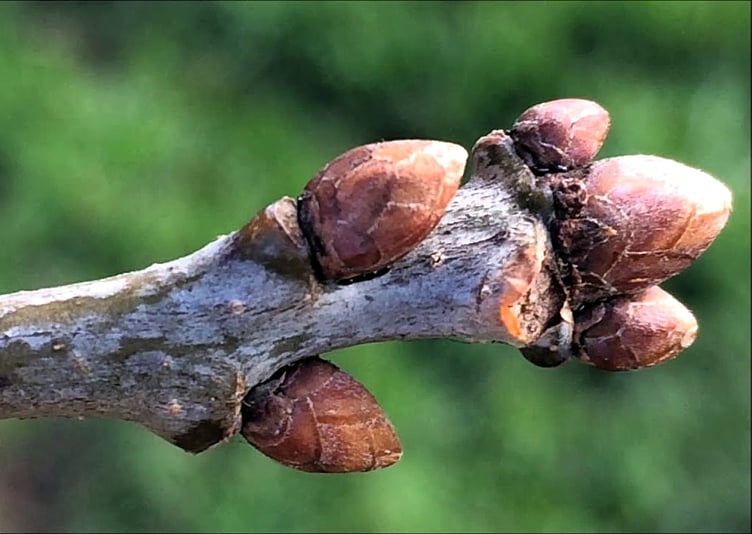 Oak tree buds (Photo: Exeter Trees)