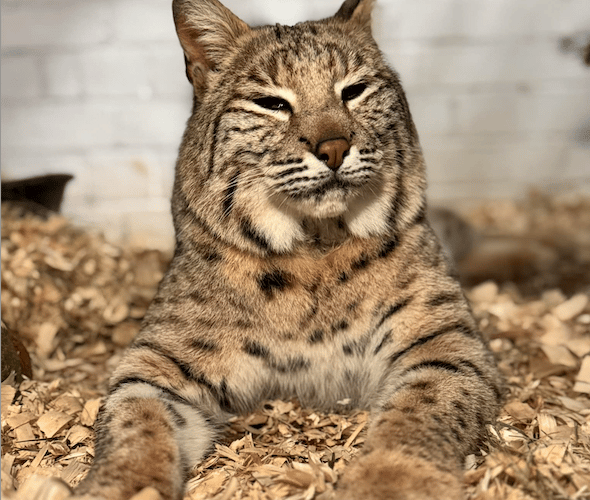 Bode the bobcat is being given a forever home in Tropiquaria Zoo.