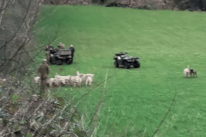An image from footage of hounds which were alleged to have killed a fox near Wendy Bowen's home in Lydeard St Lawrence.