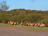 Dozens of abandoned chickens found in beauty spot