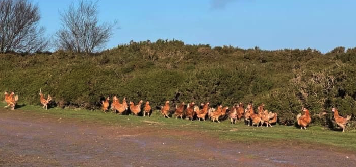 Some of the dozens of chickens found wandering on North Hill, Minehead, at the weekend. PHOTO: Emma Redman.