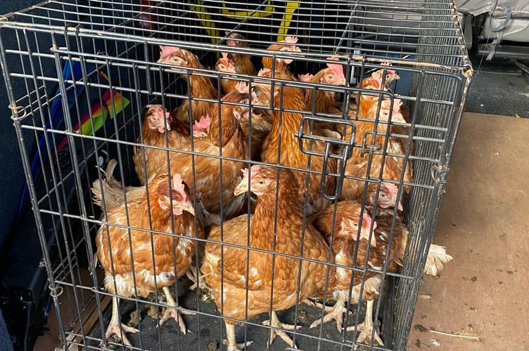 Some of the abandoned chickens ready to be taken away by Minehead resident Donna Richards. PHOTO: Donna Richards.
