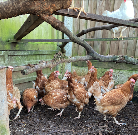 Some of the hens abandoned on Minehead's North Hill are now being looked after by Donna Richards. HOTO: Donna Richards.