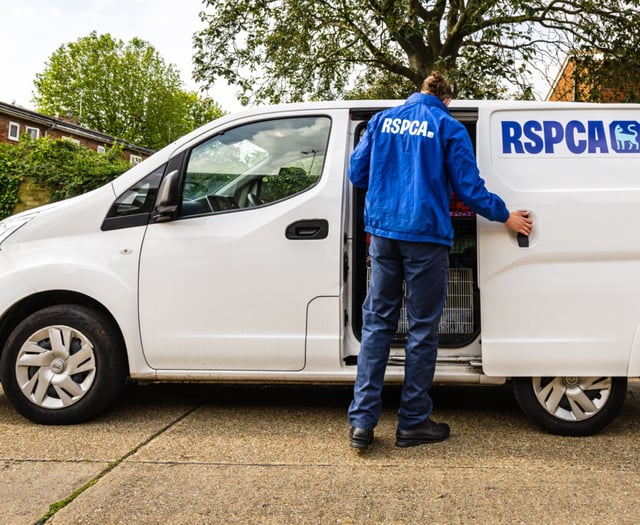 Woman handed 10 year animal ban after leaving cats to starve to death