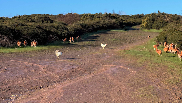 Abandoned chickens wandering on North Hill, Minehead. PHOTO: Emma Redman.