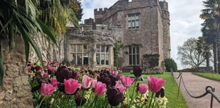Watch colour wash over the garden at Dunster Castle this spring