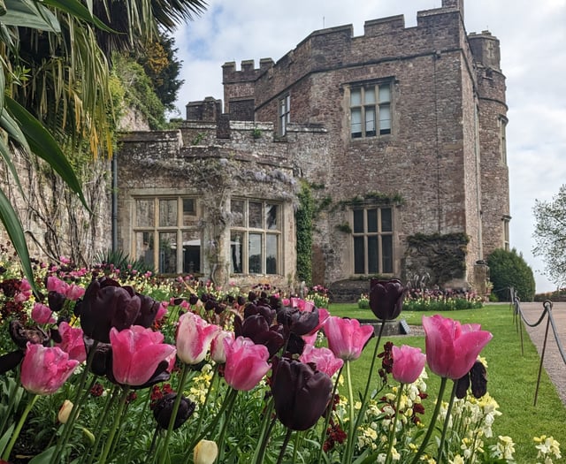 Watch colour wash over the garden at Dunster Castle this spring